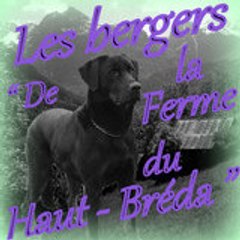 Beauce_bovin