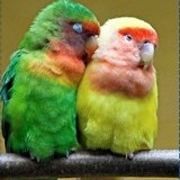 Спас Христозов