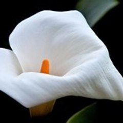 giannis_giannis_john