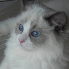 RAGDOLLAMOUR, PASSION RAGDOLL