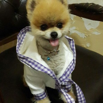 Satilik Pomeranian Boo