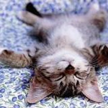 furteuse