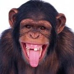 omogeneiatv