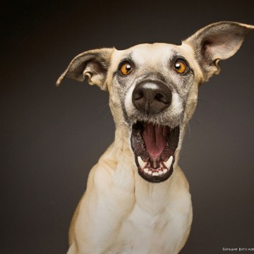 DoggyMan