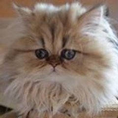 Chat-persan Ipersan