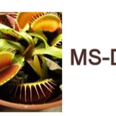 Roarke's carnivorous plants and retro pc games