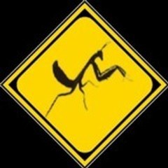 lalombrises Fórum LA Mantodea