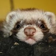 elevagedesmerveilles