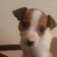 andrew_nguyen675