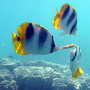 DSKauai16