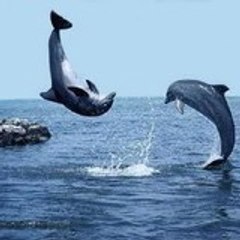M_abdallah