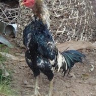 Diablo coQ