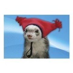 skippyfuret