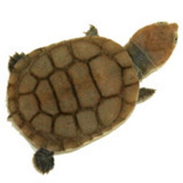 une-tortue