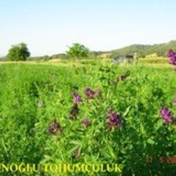cengiztorun