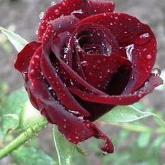 ShahidIslam