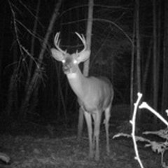 TrophyDeerHunting