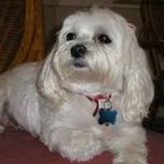 Maltipoo