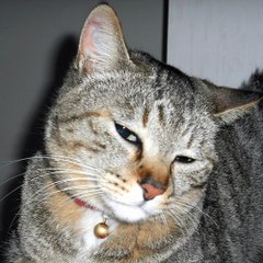 chimneycat1980