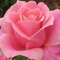 Awami Aman tv tarkha nowshera khyber pukhtoonkhawa