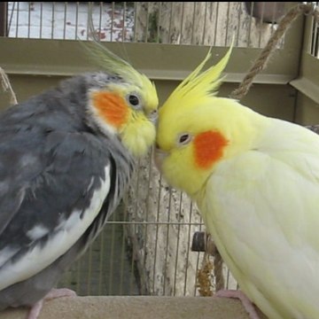 samson-et-dalila