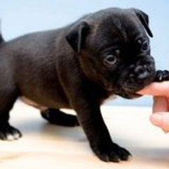 HowToTrainYourPuppy