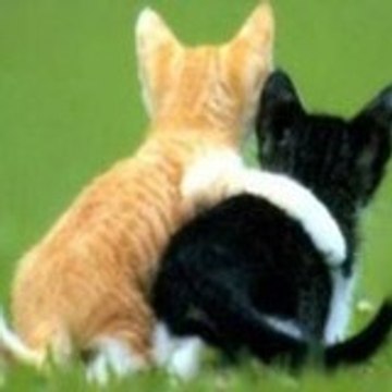 followerspinterest