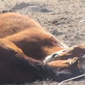 Juan Carlos Cándida Dávalos