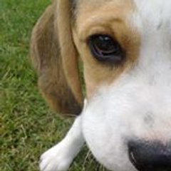 Paul Beagle