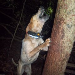 Plain English Kennel JR Cartwright