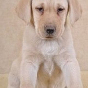Honey-le-labrador