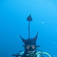 Nautile Lenautile Nautilus