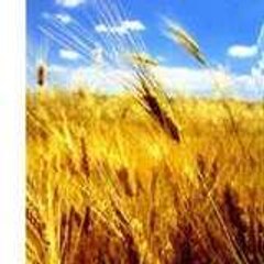 breadbakeryequipment