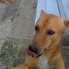ตาต้า พาเพลิน