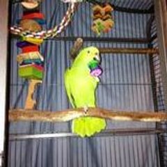 ClancyTheAmazonParrot