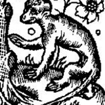 tibo