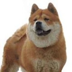 Zheng He Chows-Chows