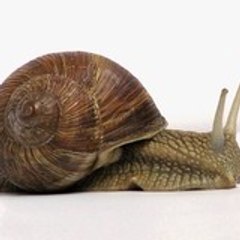 heliciculture