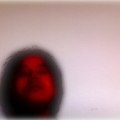macac