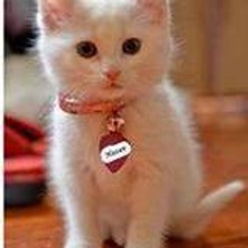 abidinpashali turgay