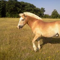 horselife2000