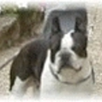 Daniel CORNEAUVISION