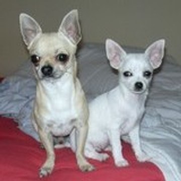 fré , archie et bianka