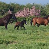 Elevage De Milin Avel