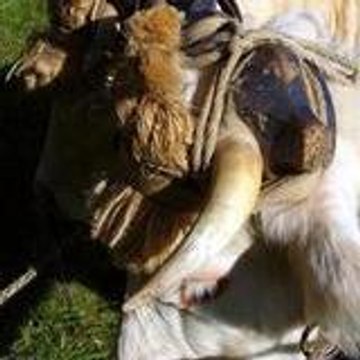 ABA attelages bovins d'aujourd'hui