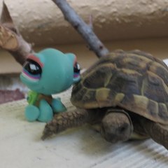 loulou-lps