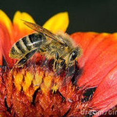 Orange County Bee Removal