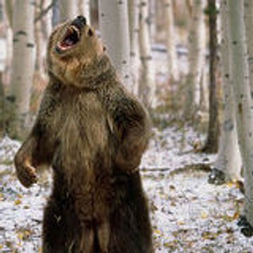 LVBearGrowls