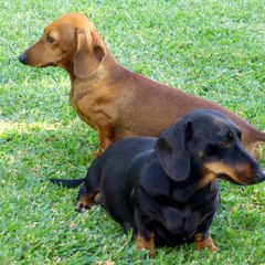 Ginn et Fizz De La Garenne en Hurepoix