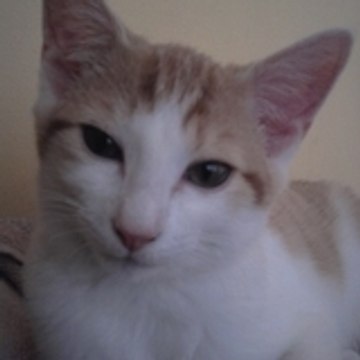 Vanessa Besters Vanessa